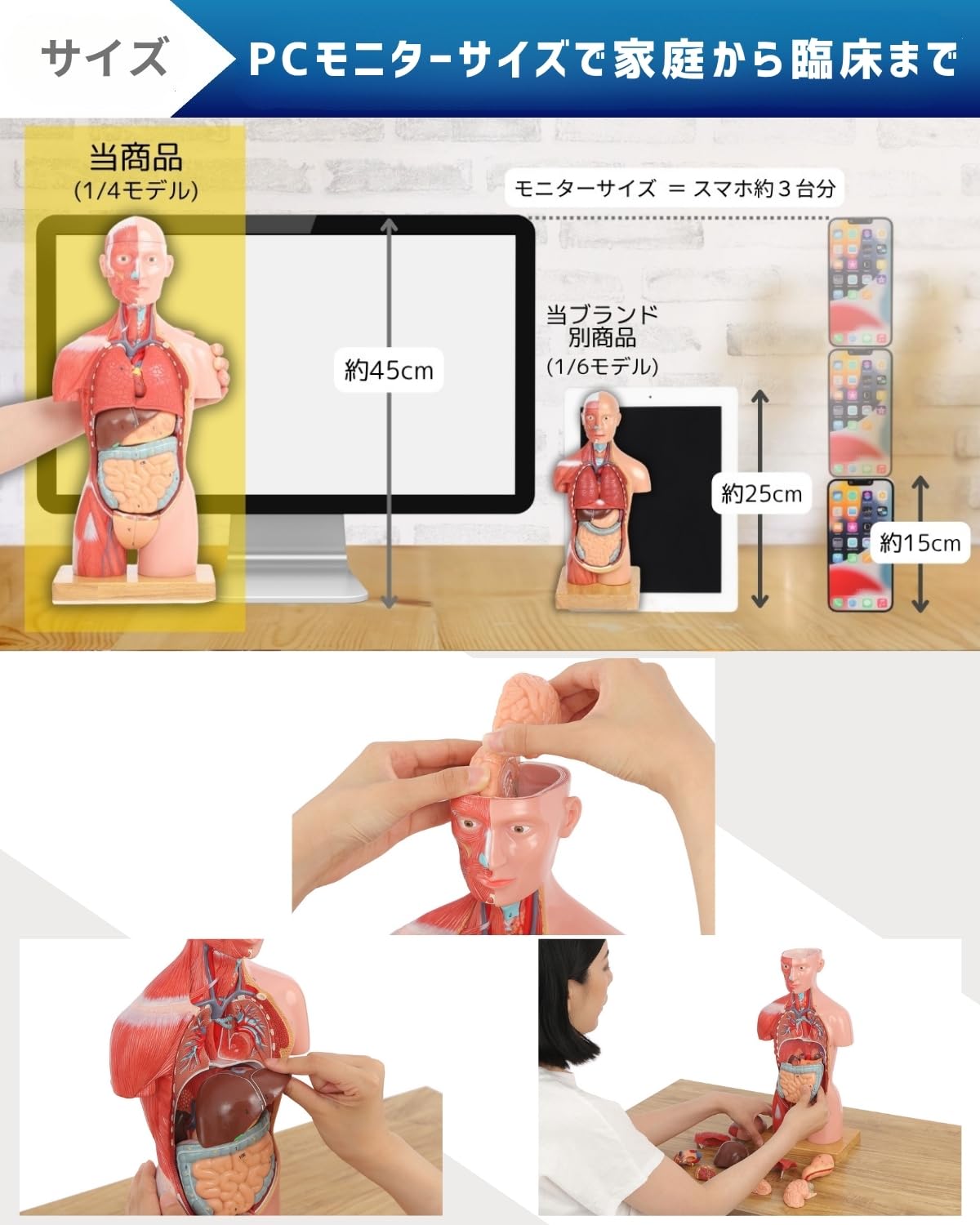 Amazon.co.jp: KIYOMARU 45cm解剖人体模型 ソフトな質感で16分解 理学